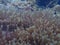 View of beige sea anemones underwater - predatory marine organisms