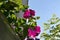 View from below on blooming petunias in container. Small flowering garden on the balcony