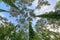 View from below on the crowns of tall perennial pines against the blue sky