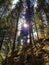 View from below on the crowns of tall perennial pines on background of the blue sky and sun