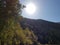 View from below on the crowns of tall perennial pines on background of the blue sky and sun