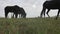 View from below of elegant thoroughbred horses graze on a meadow