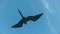 View from below of a frigatebird flying in the galalagos islands