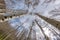 View from below of a grove of Aspen trees with a sun star