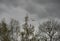 View from below of a heron flying in the sky under thick gloomy clouds over trees