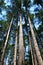 View from below of majestic Douglas Fir trees