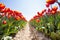 View from below of orange tulips rows in sunshine