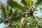 View from below on palm trees and blue sky. Background