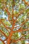 View from below on rich evergreen conifer pine tree trunk with growing branches