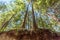 View from below the roots of trees sticking out of the earth, up