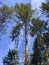 View from below in the trees in sand dunes Sandweier Baden-Baden