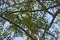 A view from below of unripe peaches, leaves, curved thick branches