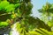 A view from below upwards on the Coco de Mer palm trees. The Vallee De Mai palm forest, Praslin island, Seychelles