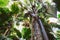 A view from below upwards on the Coco de Mer palm trees. The Vallee De Mai palm forest, Praslin island, Seychelles