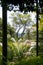 View of bend tree through differnet trees and palm trees in the foreground in malaysia rainforest