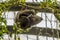 A view beneath a Hoffmann two toed sloth hanging from a tree in Monteverde, Costa Rica