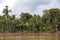 View of Beni river and rainforest of Madidi national park in the upper Amazon river basin in Bolivia, South America