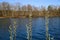 View beyond catkins on idyllic german lake with bare trees in spring on sunny day - BrÃ¼ggen, Venekotensee, Germany