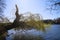 View beyond fallen yellow willow tree on lake in spring time, Germany, Viersen, Hariksee