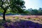 View beyond green oak tree on heath field with bright purple blooming heather erica flowers,  conifer forest background against