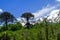 View beyond pine trees  araucaria araucana on snow covered black cone of volcano llaima at Conguillio NP in central Chile