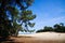 View beyond scotch conifer tree on sand dunes with green forest background - Loonse und Drunense Duinen, Netherlands