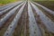 View of a big agricultural field with different seedlings