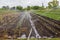 View of a big agricultural field with different seedlings