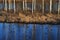 View of the birch trunks on a small island in the pond, a lot of ducks, circles on the blue water and reflection of trees