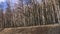 View of birches from the moving car window. Forest of trees with white trunks in early spring.