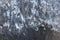 View of bird colony on the rock of Starichkov island by the Kamchatka Peninsula, Russia.