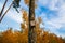 View of bird house on tree with green yellow trees and blue sky with white clouds background.