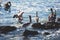 View of bird rocks and cliffs along Pacific Coast Highway 1 in California, a habitat and refuge for brown pelicans, cormorants,