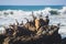 View of bird rocks and cliffs along Pacific Coast Highway 1 in California, a habitat and refuge for brown pelicans, cormorants,