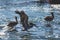 View of bird rocks and cliffs along Pacific Coast Highway 1 in California, a habitat and refuge for brown pelicans, cormorants,