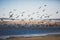 View of bird rocks and cliffs along Pacific Coast Highway 1 in California, a habitat and refuge for brown pelicans, cormorants,