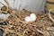 View of a bird`s nest with two small white eggs with chickens inside