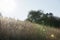 A View of a Birdhouse in a Field of Tall Grass