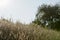 A View of a Birdhouse in a Field of Tall Grass