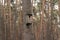 view of the birdhouse in the forest on a tree