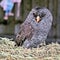 A view of a Black Banded Owl