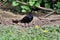 A view of a Black Bird