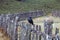 View of a Black Currawong bird, a large passerine bird endemic to Tasmania