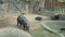 View of black hippopotamus in pool in zoo