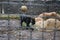 View of black panther walking in cage.