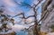 View of Black Sea bay with rock, dried dead snag tree and tree b