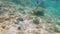 View of black striped fishes swimming underwater in Red sea