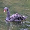 A view of a Black Swan