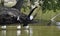 The view of black swan, gulls and duck on the water of park lake.