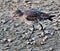 A view of a Black Tailed Godwit